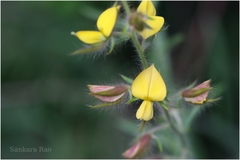 Crotalaria mysorensis